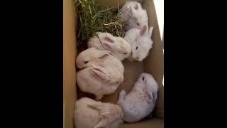 Baby Rabbits #babyrabbit #animalrescue #cuteanimal #smartsocietymysteries