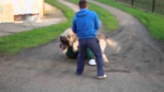 @caucasian_shepherd_europe KAVKASKI OVČAR Maljchik Balkan Master 22months old , attack1