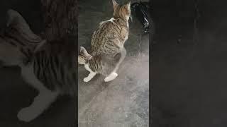 Kitten  Se Cat Ke Tail Ko Bachao#shorts#shortvideo #youtubeshorts #catvideos #cutekittenvideos