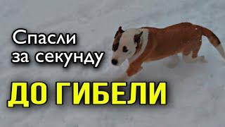 Водитель спас бездомную собаку, перегородив движение | История питбуля Яры