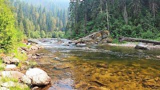 The BEST TROUT STREAM in the US is a SECRET to most - no crowds, big fish, numbers & all public! p27