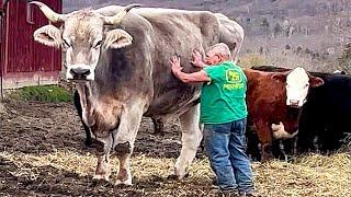 78 years old Man and his Giant Pet Steer | Biggest Ox in The World