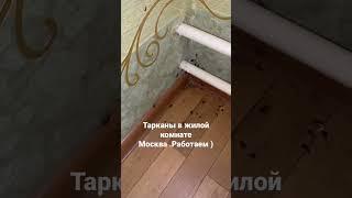 Сотни тараканов в жилой комнате. Дезинсекция Москва