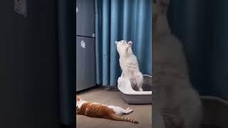 rofls meme funny cat #shorts #shortsclip #shortscraft #youtube #youtuber #subscribe #shortsadoptme