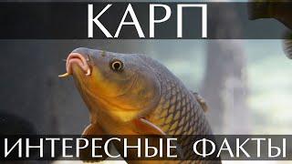 Карп - интересные факты