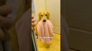 This Dog never leaves his owner alone 
