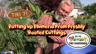 Potting up Plumeria Cuttings  Boosting Growth & Blooms  #Plumeria