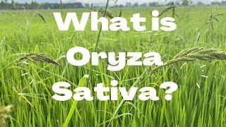 WHAT IS ORYZA SATIVA?