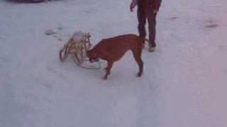 BOXER DOG IN ACTION WITH SLED