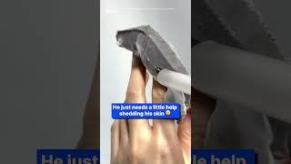 Lizard has incredibly cool skin