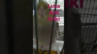 My 2 pet cocktails