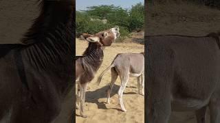 #donkey #animals #nature #youtubeshorts #pets