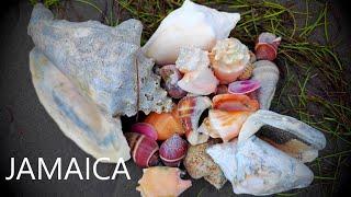 CARIBBEAN SHELL HAUL: Return to Jamaica - shelling a remote beach for beautiful Conchs! 