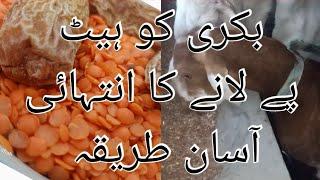 Bakri ko heat pe lane Ka intihai asaan tareeqa | Haider's Divine Goat