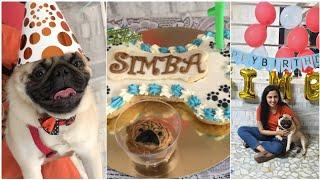 Simba celebrates Bday with PUG family and his bestie