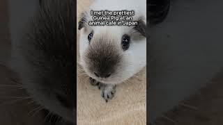 Went to an animal cafe in Japan #travel #traveljapan - Travel to Japan