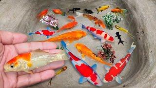 Serok ikan hias warna-warni, ikan koi hias, ikan mas, ikan komet, ikan gurami hias, kura-kura brazil