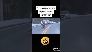 Переводит через дорогу своих "курочек"