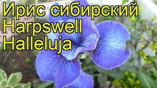 Ирис сибирский Харпсвелл Халлелуйа. Краткий обзор, описание iris sibirica Harpswell Halleluja