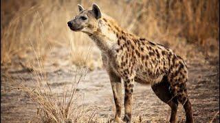 Hyenas The Ultimate Predators | Wildlife Whispers