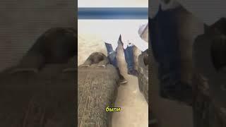 Мумии в Египте с чумой! #shortvideo #находки #новости #новостисегодня #египет #история