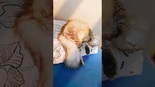 Котик завжди спить | Нафантік  #сон #кіт #котик