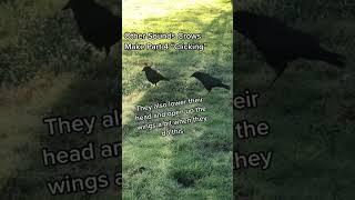  Unraveling the Language of Crows: The Clicking Sound - what does it mean?!  #crowsounds