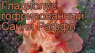 Гладиолус гофрированный Санни Раффл (gladiolus)  обзор: как сажать, рассада гладиолуса Санни Раффл