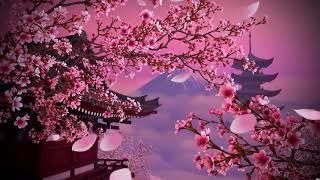 Beautiful Japanese Music For Relaxation - Sakura Blossoms - Japanese Koto Music