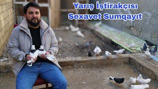 Sexavet Sumqayıt Azerbaycan Çempionatı Bakı Göyərçinləri Yarışi İştirakçısı