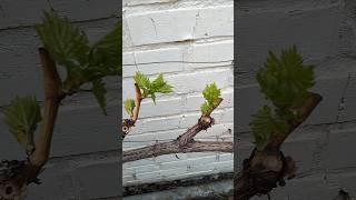 Пора делать обработку!!! #фунгициды #инсектициды #виноград #garden #grape