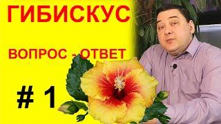 Гибискус: отвечаю на 3 популярных вопроса