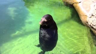 [Original] Silly, spinning Hawaiian Monk Seal