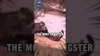 Day in The Life of a Giant River Otter