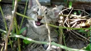 Oskar the Blind Kitten on the Day We Found Him (and fell in love with him)!