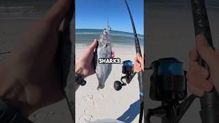 Fishing for Sharks! #fishingvideo #fish #fishinglure #fishing #saltwaterfix