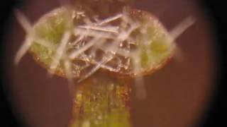 Arabidopsis trichome development