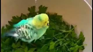 How to give a cute  budgie bath  #birds #viral #parakeet #parrot #shorts