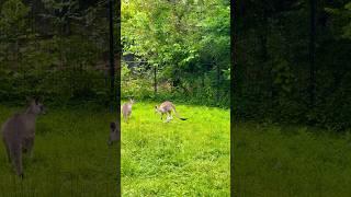 Kangaroo  #zoo #kangaroo