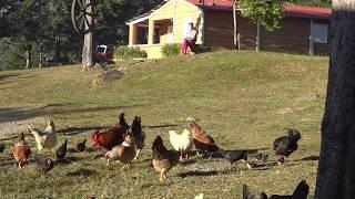 video para relajarse LOS CAMPOS más hermosos de Republica Dominicana