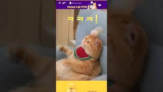 #shorts 고양이 탁구치다. #humor #유머 #funny #funnyvideo #cat