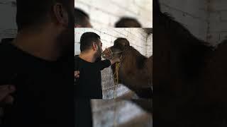 Deve, Aniden Saldırdı! (Sahibinin Ödü Patladı) #deve #camel #shorts