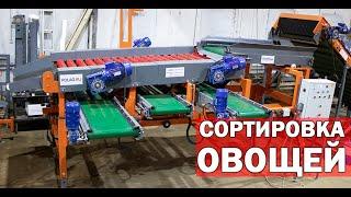 Сортировка и калибровка овощей (видео)