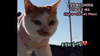 21세 고양이 메소_무적의 솜사탕 산책 다녀옴