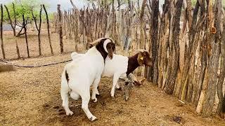 #Mating #goats at RoseMo #boer #goats #farm