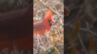cardinal beauty #cardinal #birding #nature #wildlife #arizona #birds #birdwatching #birdtube