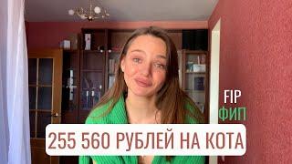 Как мы Вылечили Инфекционный Перитонит. FIP и 300к на кота.