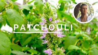 Patchouli - The Oil of Presence and Solitude