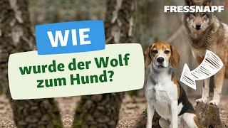 Wie der Wolf zum Hund wurde: Die Geschichte des Hundes