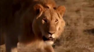 African Lions hunting prey in Savannah, Masai Mara HD 2020 - National Geographic channel